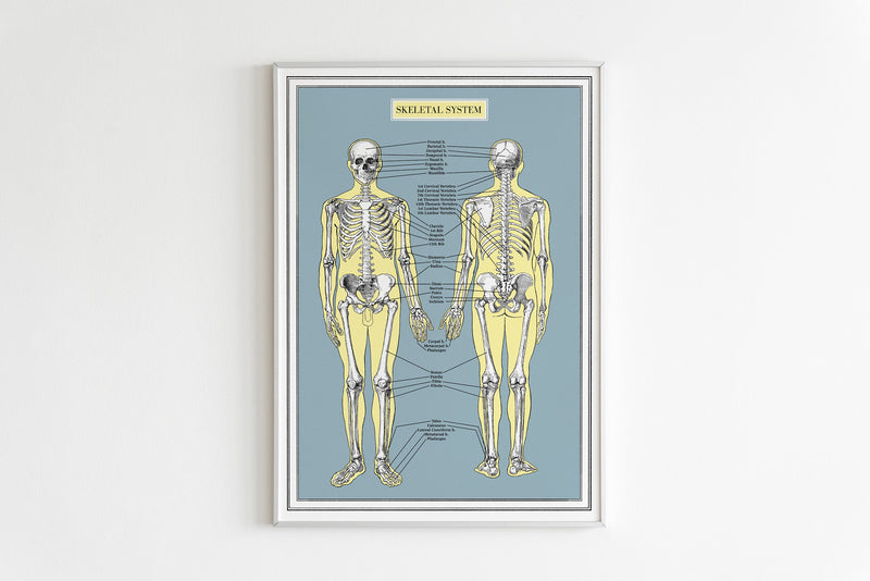 Skeleton System Anatomy Wall Art