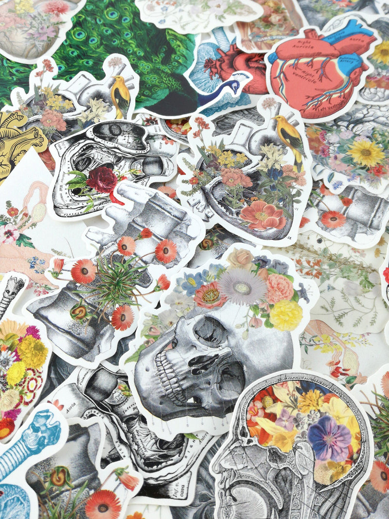 Mystery Sticker Set - Grab Bag - Anatomy Art - Blind Box - Colorful Stickers - Laptop Stickers - Anatomy Decals - Flowers stickers-  STC030