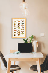Moth and Butterflies Prints