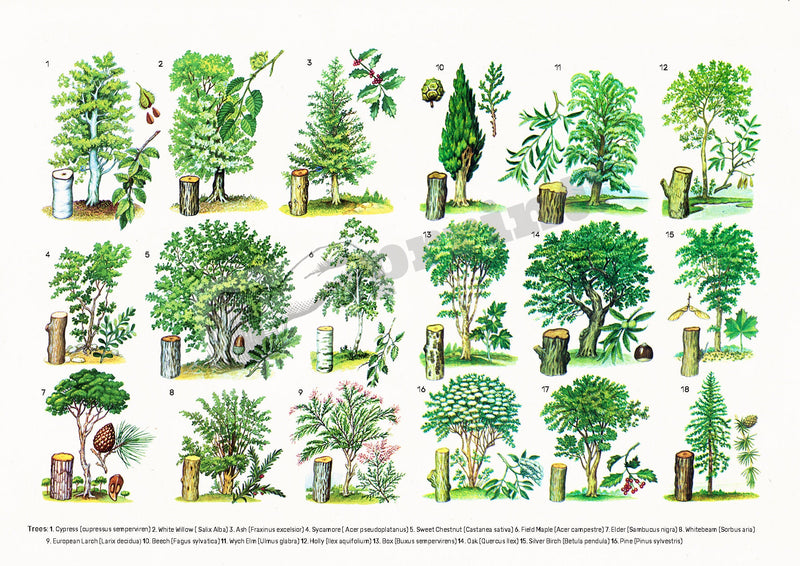 Trees types Eucational Art