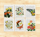 Butterflies and  flowers Postcards