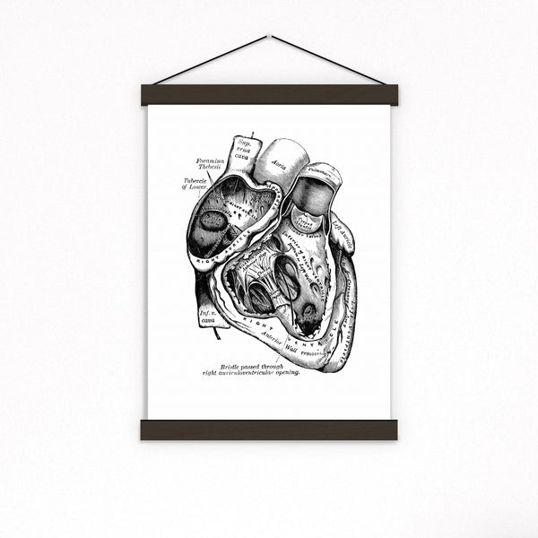 Anatomical Heart Print, Human Heart Anatomy Print, Heart Illustration, Heart  Anatomy Print, Vintage Medical Illustration, Heart Wall Art -  Norway