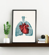 Heart and Lungs Anatomy Print