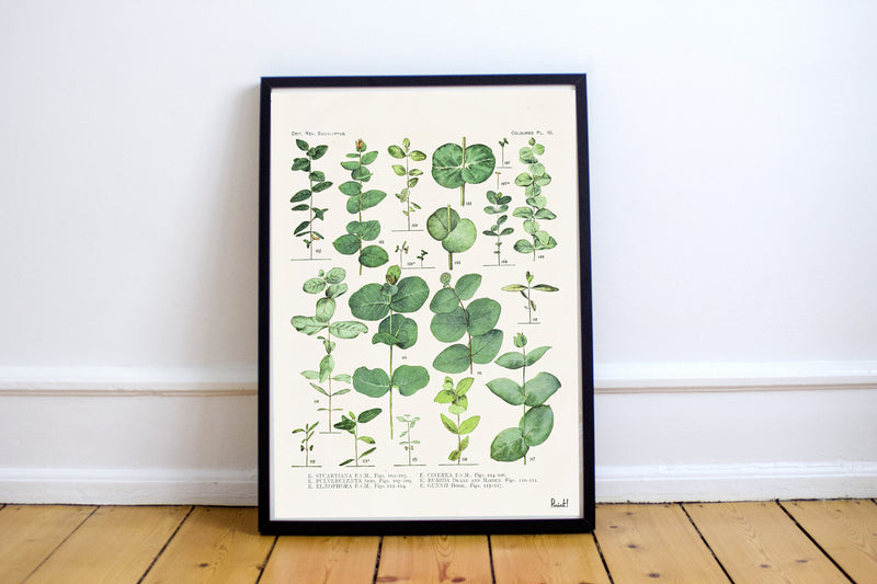 Eucalyptus Green Botanical Print