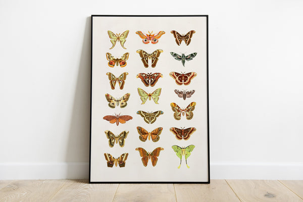 Moth and Butterflies Prints