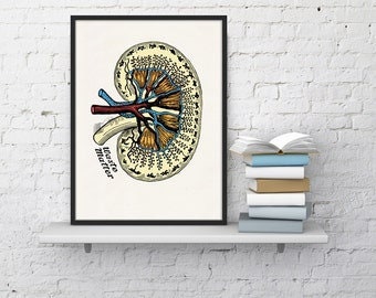 Anatomy Kidney Print illustration