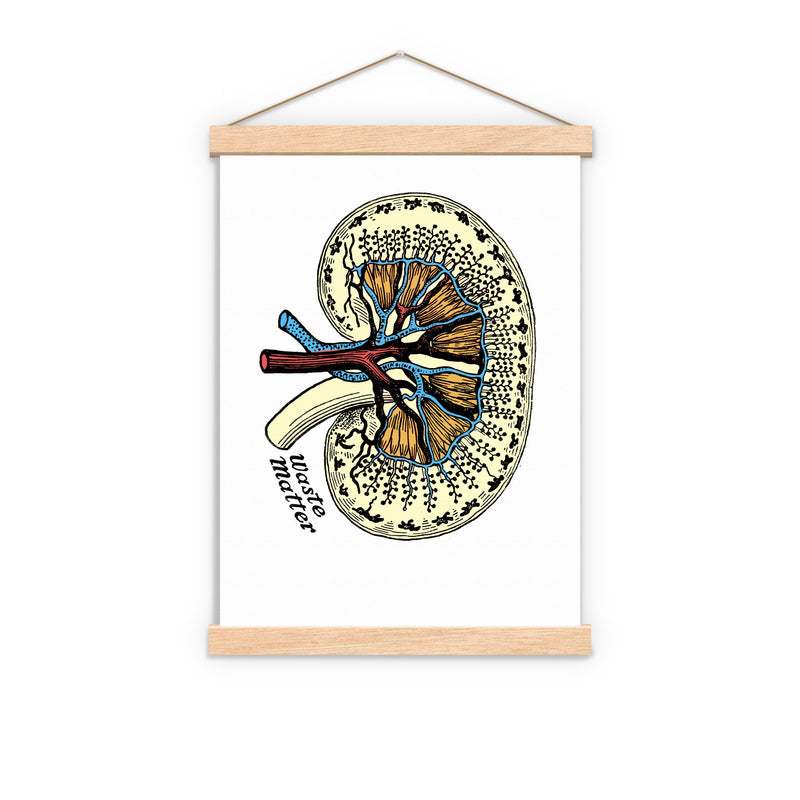 Anatomy Kidney Print illustration