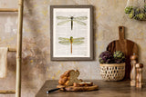 Dragonflies illustration