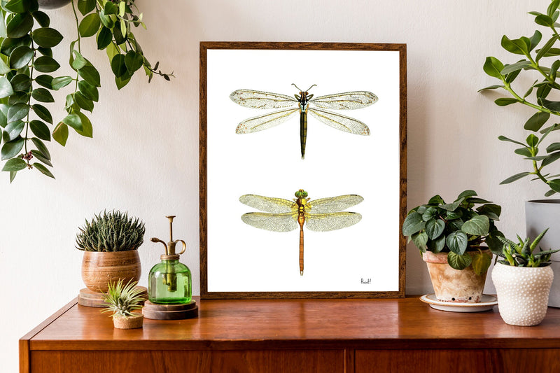 Dragonflies illustration