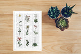 Wild flowers Set of Postcards Botanic aesthetic