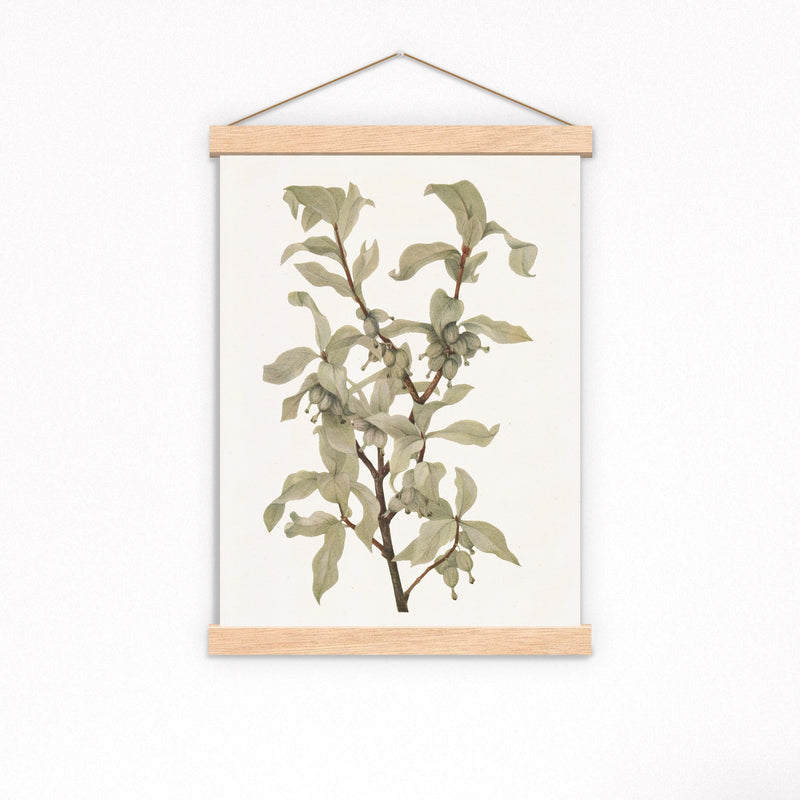 Soft Green and Grey Branch Painting | Vintage Print Farmhouse Berry Art | Neutral Botanical Art | Autumn Art | Book Page Prints | BFL290