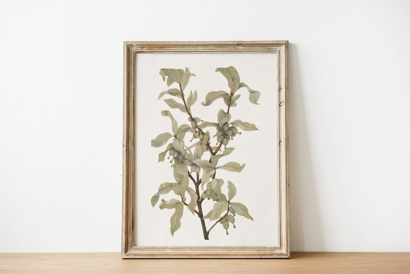 Soft Green and Grey Branch Painting | Vintage Print Farmhouse Berry Art | Neutral Botanical Art | Autumn Art | Book Page Prints | BFL290