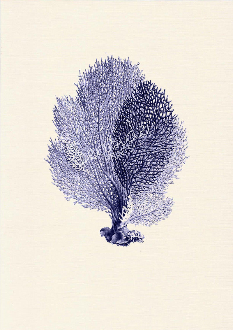 Blue Fan coral Antique sealife Illustration