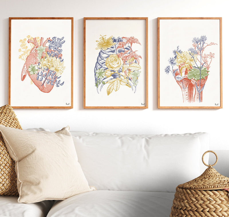 Colored Bones Engraving Anatomical Wall art print