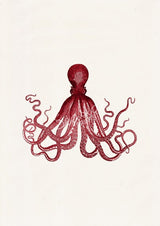 Gorgeous Red octopus no.16