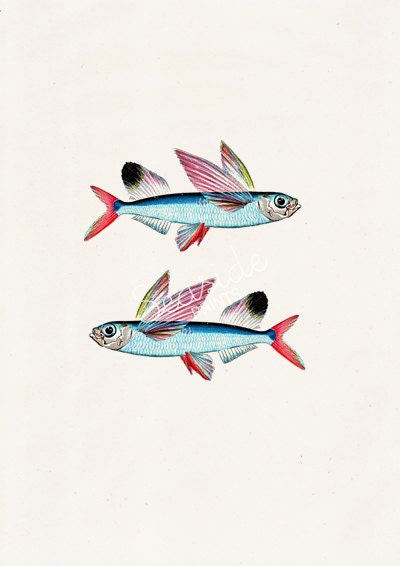 Flying Fish Sea fish print