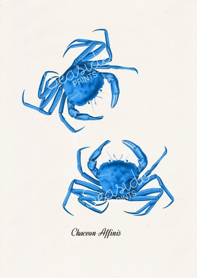 Blue Crabs  sea life print