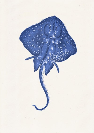 Blue stingray 2