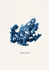 Blue coral no.03 - Antique sealife Illustration