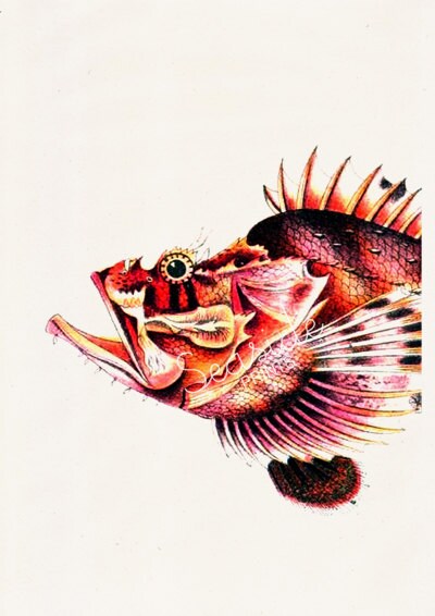 Sea Fish Monkfish