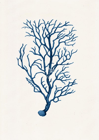 Blue coral no.02 Marine sea life illustration