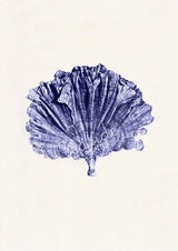 Blue coral no.05 Antique sealife Illustration