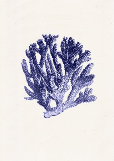 Blue coral n.06