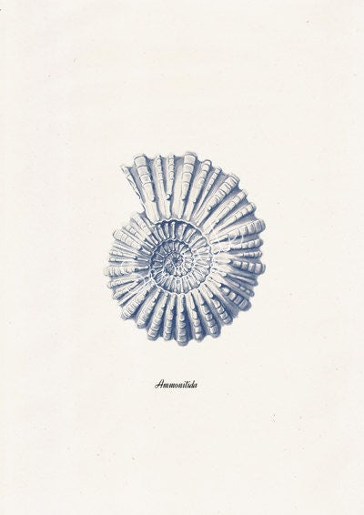 Ammonitida Sea shell in blue Nautilus2