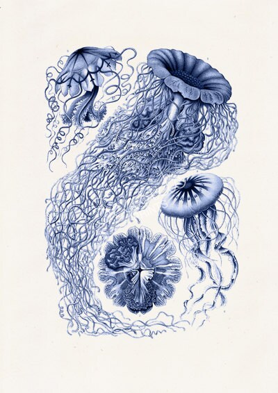 Jelly fish Discomedusae in blue
