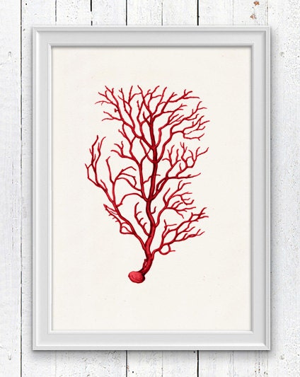 Red coral no.02 - Antique sealife Illustration