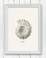 Grey Ammonitida Sea life print