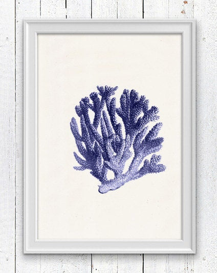 Blue coral n.06