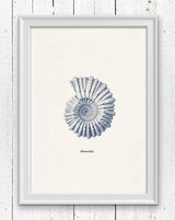 Ammonitida Sea shell in blue Nautilus2