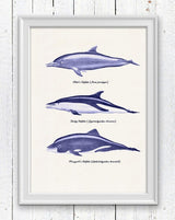 Wall decor poster Whales and dolphins