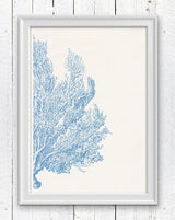 Light blue Sea fan coral no4