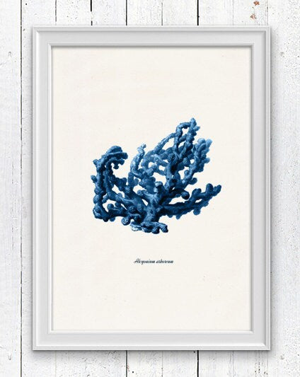 Blue coral no.03 - Antique sealife Illustration