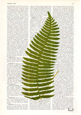 Green fern n01 art print