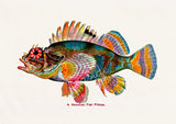 Hawaiian Fish(Pilikoa) Print